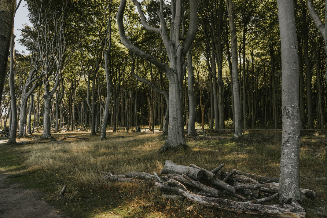 Rostock Gespensterwald Ostseebad Nienhagen Wanderung Wildcamping Strandspaziergang