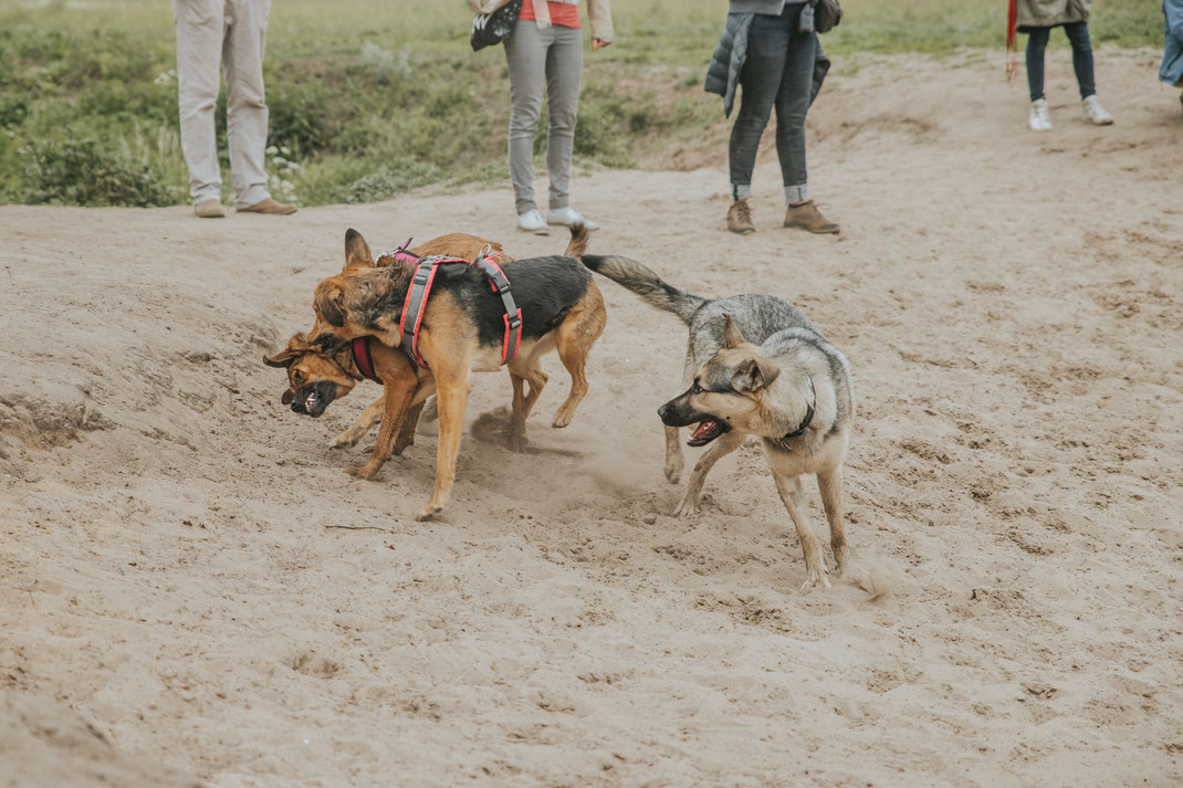 Tierschutzhund Hundeportraits draußen Erpetal Berlin Hoppegarten Gruppenbild Streunerhilfe Bulgarien e.V. Hundefotografie Berlin Tierfotograf Brandenburg authentische Reportage