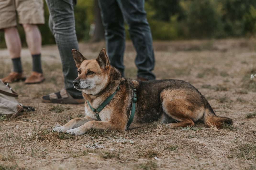 Streunertreffen im Erpetal des Tierschutzverein Streunerhilfe Bulgarien e.V. Hundefotografie Berlin Tierfotografie Fotografin Erfahrungsbericht Auslandstierschutz Hunde aus dem Ausland Bulgarien