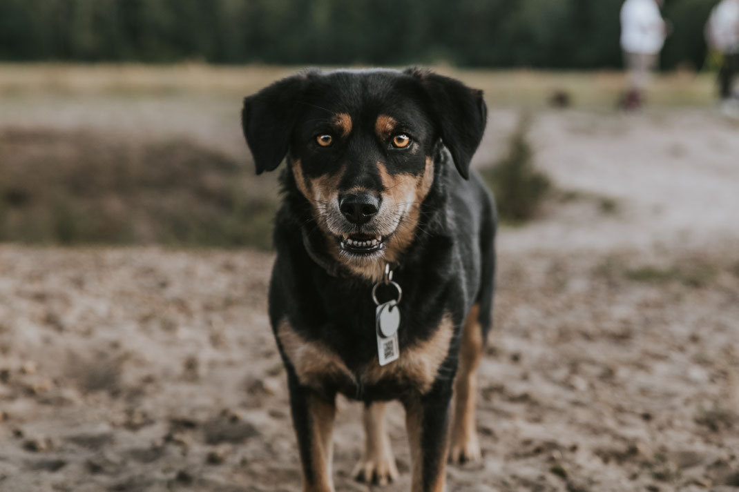 ungestelltes Hundeportrait Streunertreffen im Erpetal des Tierschutzverein Streunerhilfe Bulgarien e.V. Hundefotografie Berlin Tierfotografie Fotografin Erfahrungsbericht Auslandstierschutz Hunde aus dem Ausland Bulgarien Stoeyteller aus Berlin