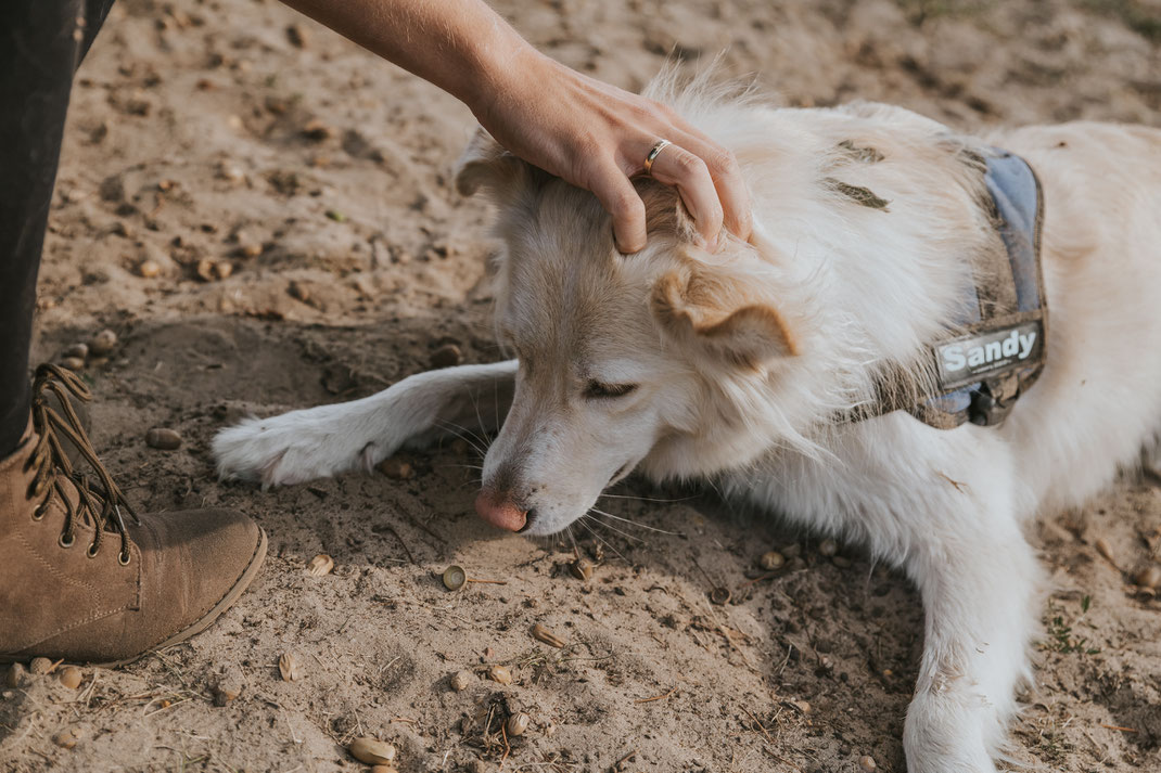 Streunertreffen im Erpetal des Tierschutzverein Streunerhilfe Bulgarien e.V. Hundefotografie Berlin Tierfotografie Fotografin Erfahrungsbericht Auslandstierschutz Hunde aus dem Ausland Bulgarien