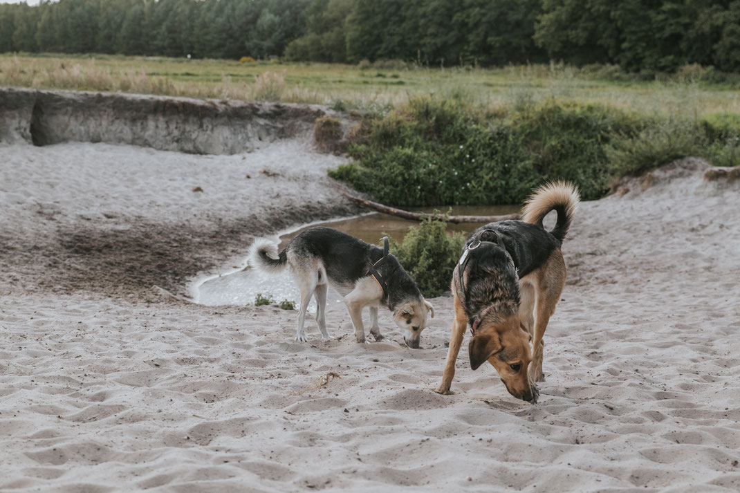 Streunertreffen im Erpetal des Tierschutzverein Streunerhilfe Bulgarien e.V. Hundefotografie Berlin Tierfotografie Fotografin Erfahrungsbericht Auslandstierschutz Hunde aus dem Ausland Bulgarien Stoeyteller aus Berlin