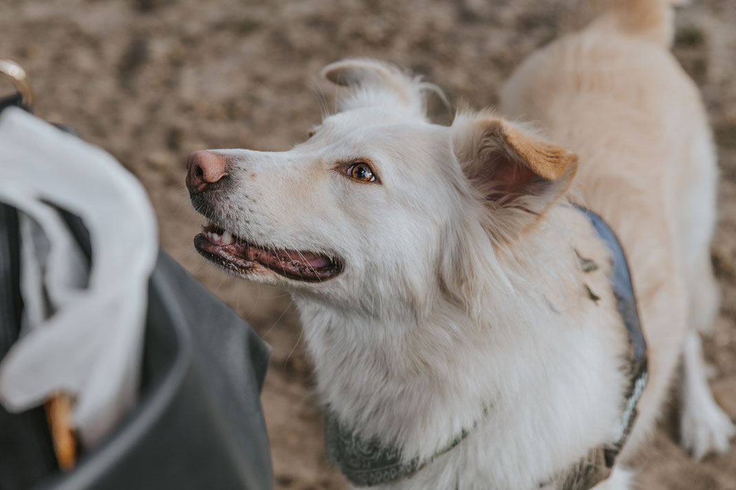 Portraitfoto Hund Streunertreffen im Erpetal des Tierschutzverein Streunerhilfe Bulgarien e.V. Hundefotografie Berlin Tierfotografie Fotografin Erfahrungsbericht Auslandstierschutz Hunde aus dem Ausland Bulgarien