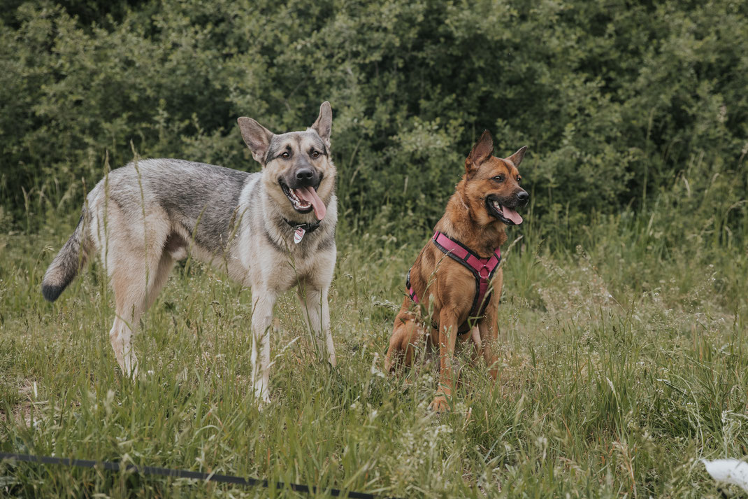 Portrait mit Mensch und Hund alter Hund aus Tierschutz Erpetal Berlin Hoppegarten Gruppenbild Streunerhilfe Bulgarien e.V. Hundefotografie Berlin Tierfotograf Brandenburg authentische Reportage