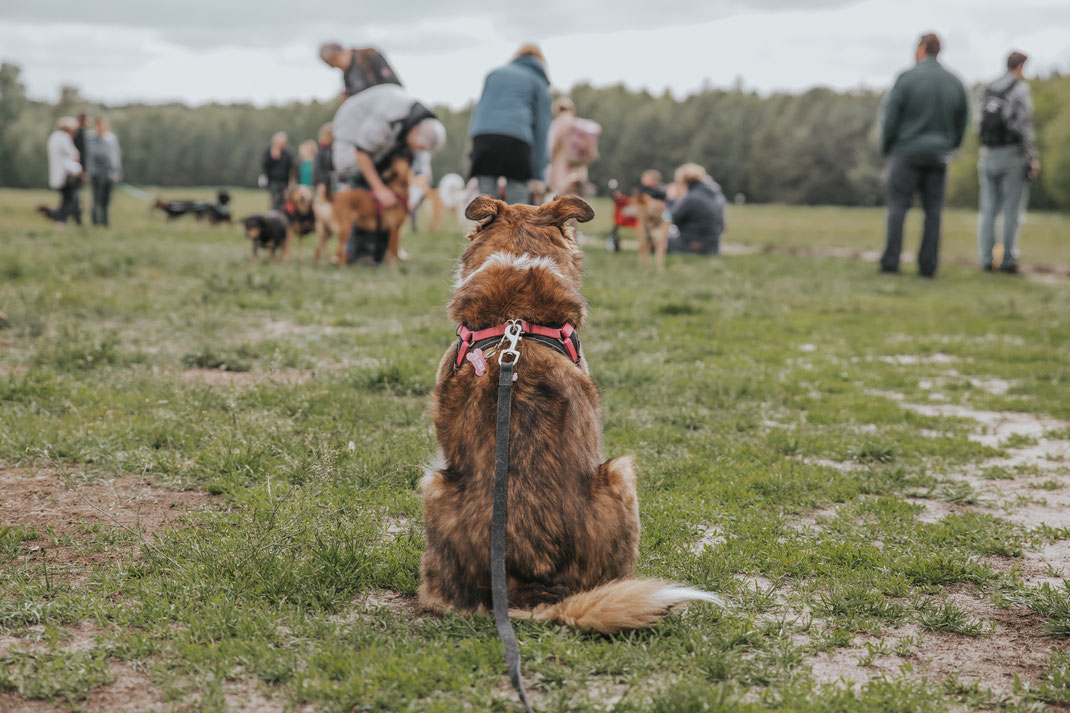 Erpetal Berlin Hoppegarten Gruppenbild Streunerhilfe Bulgarien e.V. Hundefotografie Berlin Tierfotograf Brandenburg authentische Reportage