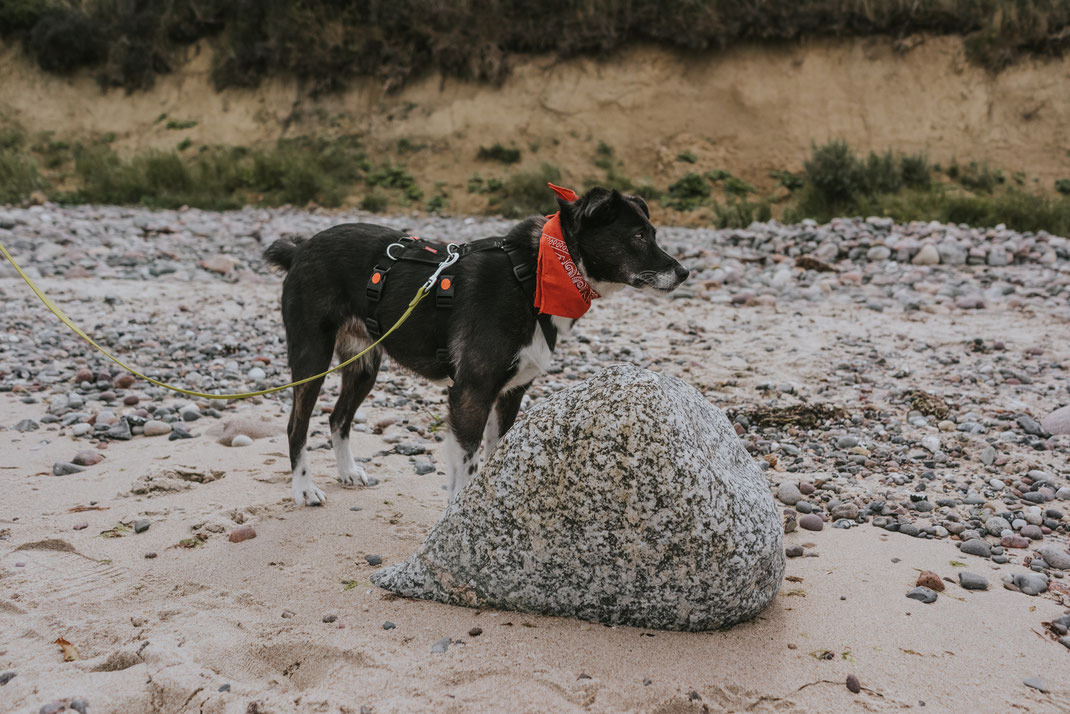 Camping mit Hund an der Ostsee, Hundestrand Nienhagen Ostseebad Gespensterwald Rostock Reisefotograf 