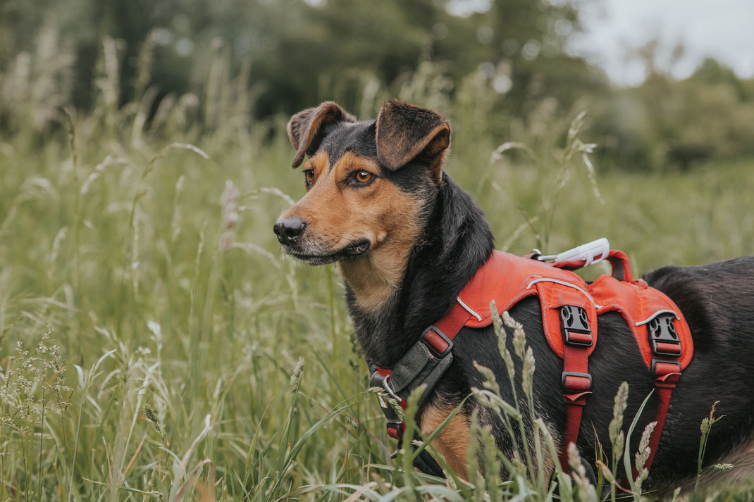 Tierschutzhund Hundeportraits draußen Erpetal Berlin Hoppegarten Gruppenbild Streunerhilfe Bulgarien e.V. Hundefotografie Berlin Tierfotograf Brandenburg authentische Reportage