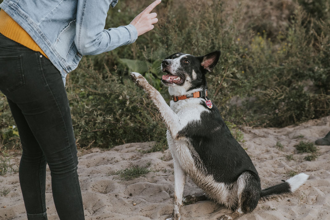 authentische Hundfotos Streunertreffen im Erpetal des Tierschutzverein Streunerhilfe Bulgarien e.V. Hundefotografie Berlin Tierfotografie Fotografin Erfahrungsbericht Auslandstierschutz Hunde aus dem Ausland Bulgarien Stoeyteller aus Berlin