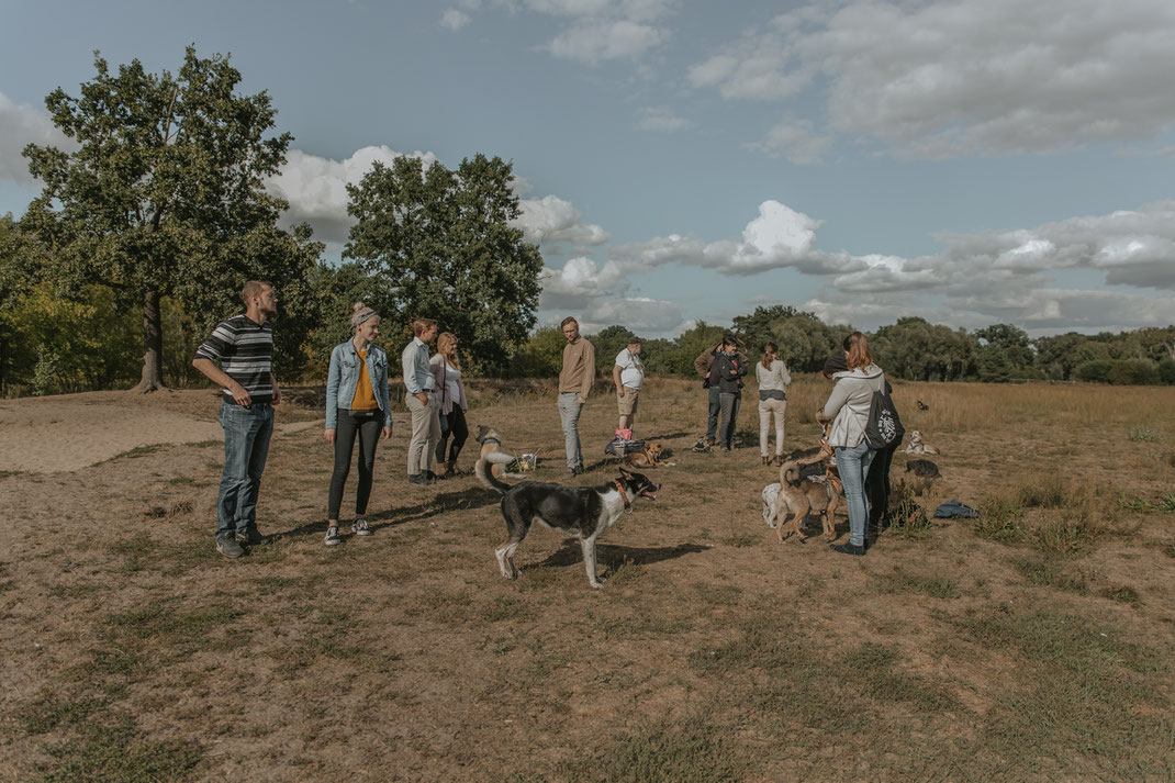 Straßenhunde Streunertreffen im Erpetal des Tierschutzverein Streunerhilfe Bulgarien e.V. Hundefotografie Berlin Tierfotografie Fotografin Erfahrungsbericht Auslandstierschutz Hunde aus dem Ausland Bulgarien