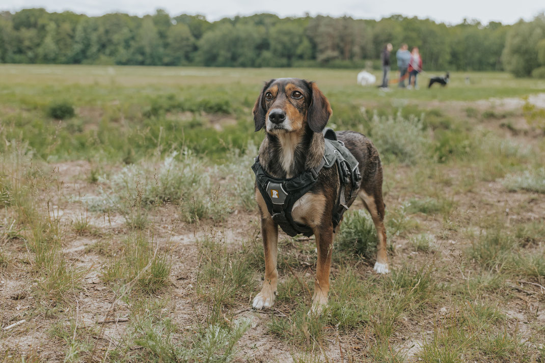 Hundeportrait Fotos von Hunden Erpetal Berlin Hoppegarten Gruppenbild Streunerhilfe Bulgarien e.V. Hundefotografie Berlin Tierfotograf Brandenburg authentische Reportage