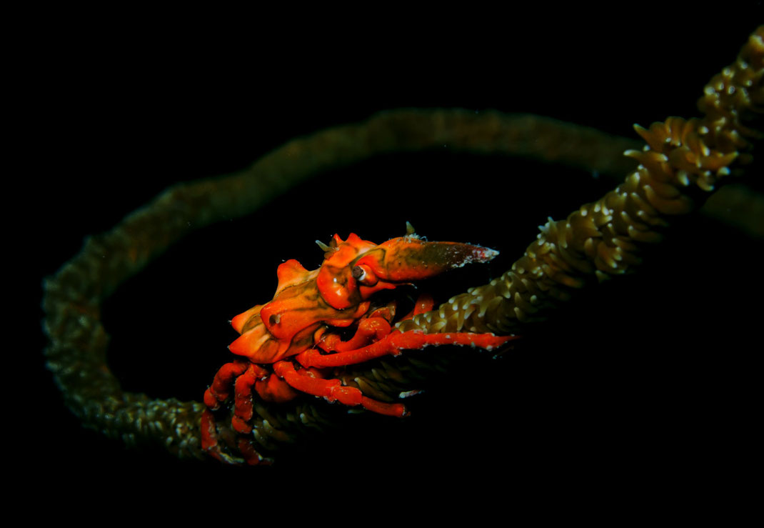 Plongée Macro à Tulamben, xeno crab