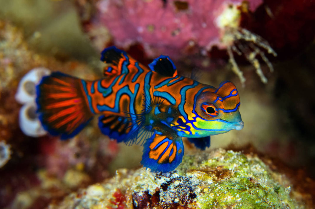 Le poisson Mandarin pendant une plongée à Pemuteran avec plongée Bali Francophone