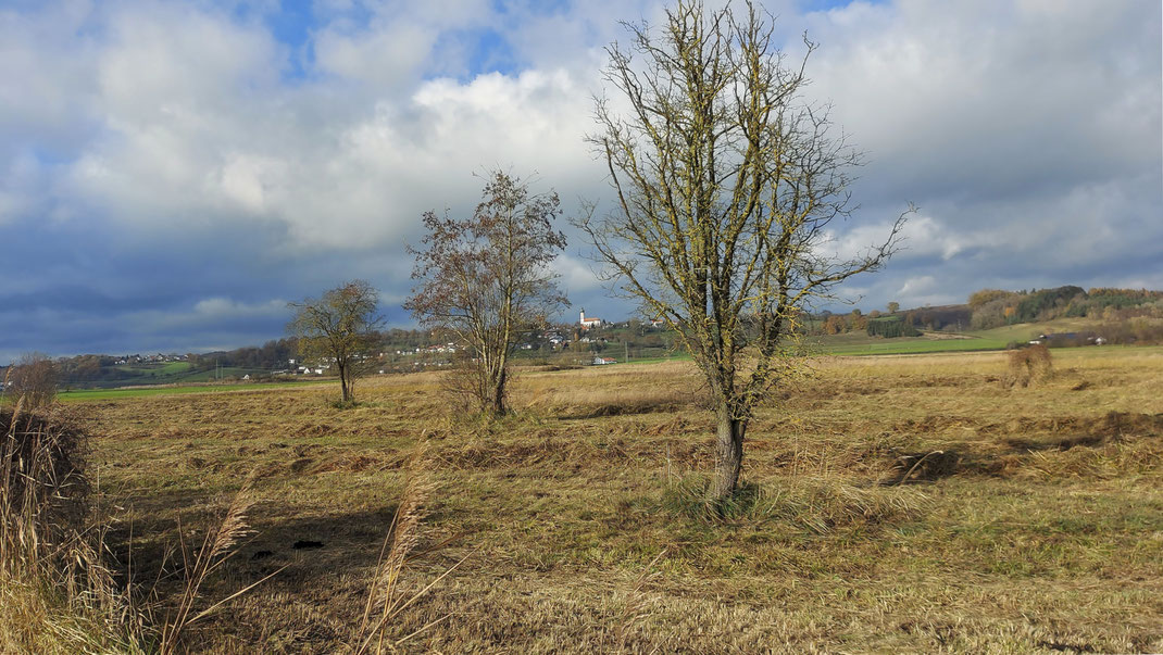 Blick vom LBV Grundstück nach Thürnthenning (Foto: Joachim Aschenbrenner, November 2024)