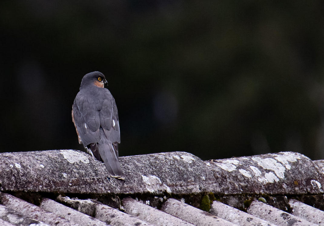Sperber in Nachbars Garten (Foto: Fred Gruber)