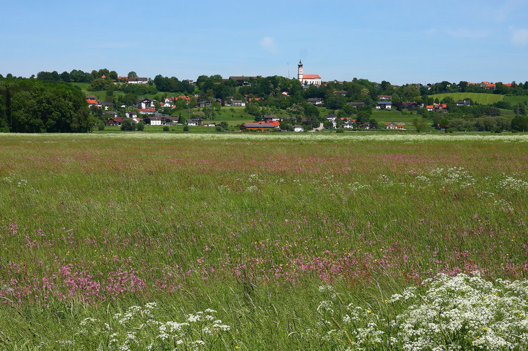 Historisches Bild: Königsauer Moos im Jahr 2009 mit Kuckuckslichtnelken, im Hintergrund Moosthenning (Foto: Michael Herzig)