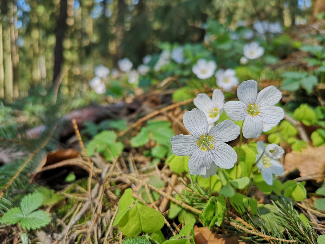 Waldsauerklee lässt im April den Kiefernmischwald weiß erblühen (Foto Michael Herzig, April 2020)