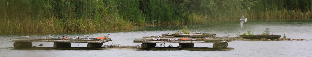 Mossandlweiher mit Flussseeschwalben-Brutflößen (Foto: Michael Herzig)