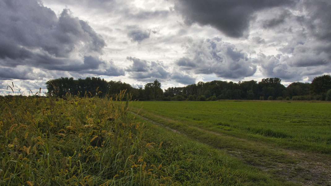 September Stürme im Königsauer Moos (Foto: Joachim Aschenbrenner)