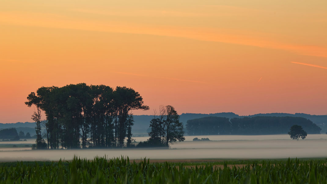 Julimorgen im Königsauer Moos (Foto: Joachim Aschenbrenner, 15.07.2023)