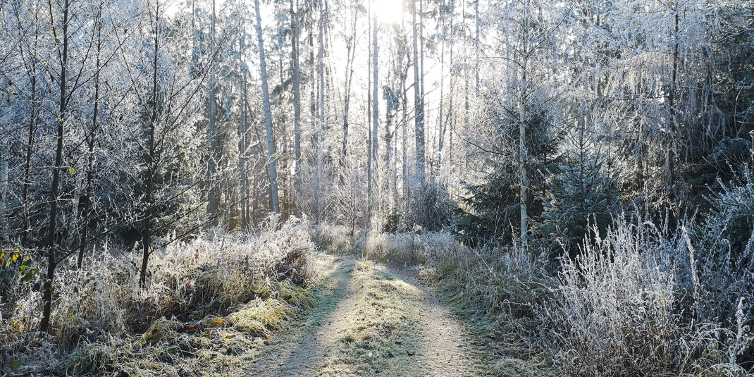 Waldweg bei Buchreith im äußersten Westen des Landkreises Dingolfing-Landau (Foto: Michael Herzig, November 2020)