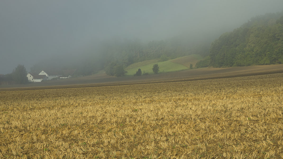 Eine Spur von Herbst mitten im August (Foto: Joachim Aschenbrenner, 2024) 