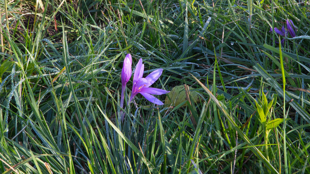 Herbstwiese (Foto: Joachim Aschenbrenner 2021)