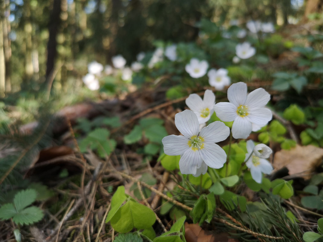 Frühlingserwachen im Wald (Waldsauerklee, Foto: Michael Herzig)