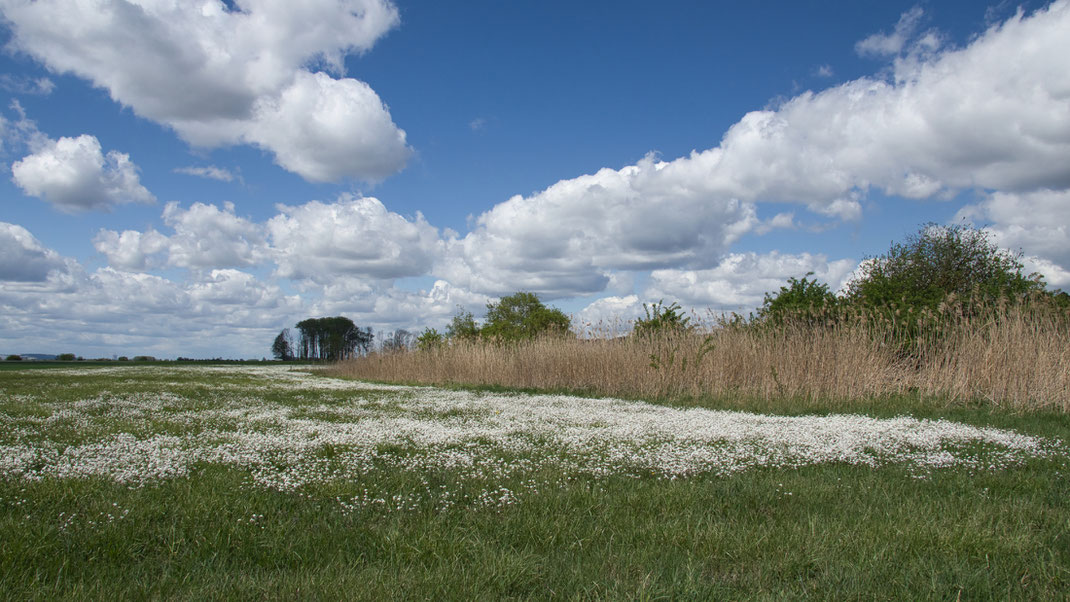 Das Königsauer Moos im Mai 2020 (Foto: Joachim Aschenbrenner). Die Idylle trügt. Die blühende Sand-Schaumkresse (auch Gänsekresse genannt) liebt trockene, sandige Standorte, was die Austrocknung des Niedermoorkörpers deutlich zeigt.