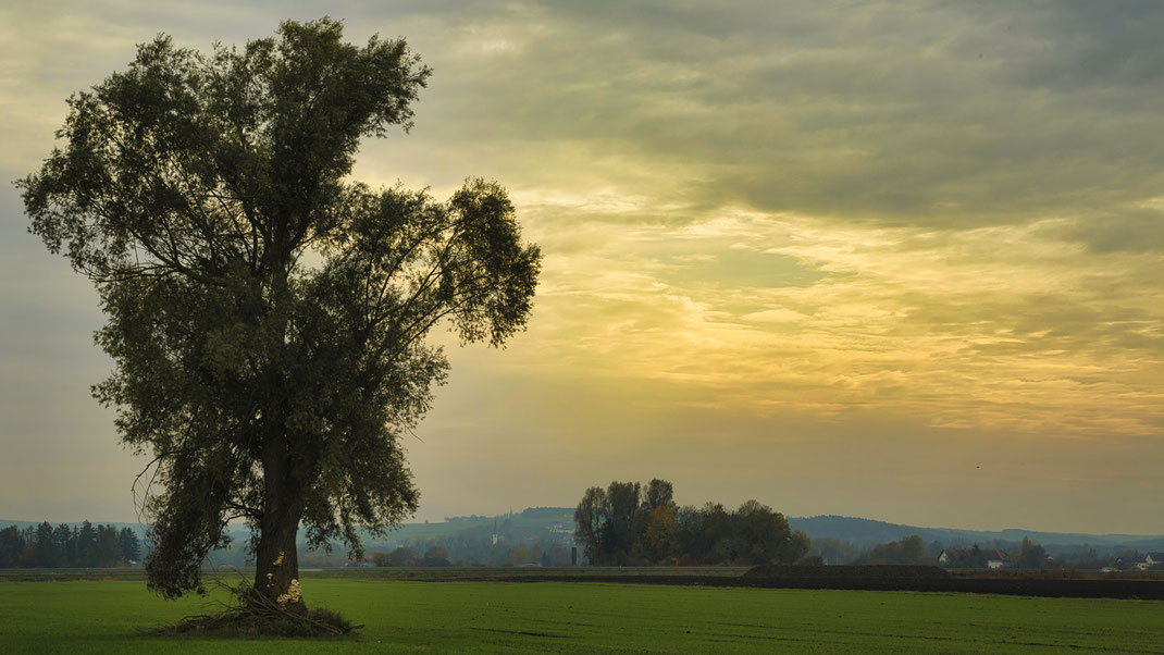 Das Moos bei Großköllnbach (Foto: Joachim Aschenbrenner, 01.11.2022)