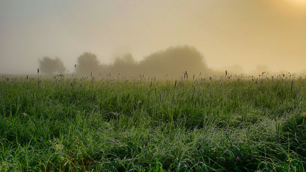 Kühler Morgen, Nebel, Nässe - der Herbst beginnt in den Mooswiesen (Foto: Joachim Aschenbrenner 2021)