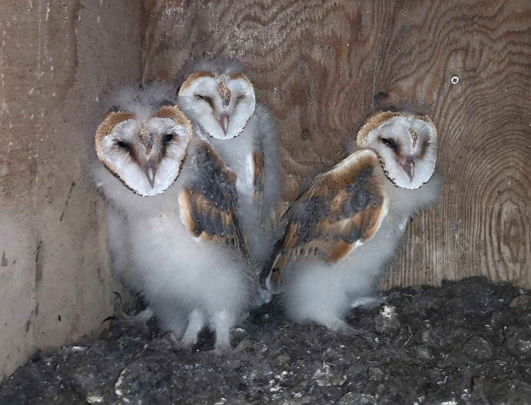 3 Junge Schleiereulen der Brutsaison 2022 (Foto: Michael Herzig)