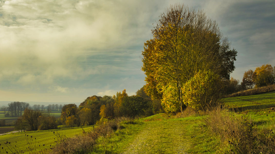 Wege an der nördlichen Isarhangleite bei Töding (Foto: Joachim Aschenbrenner 09.11.2022)