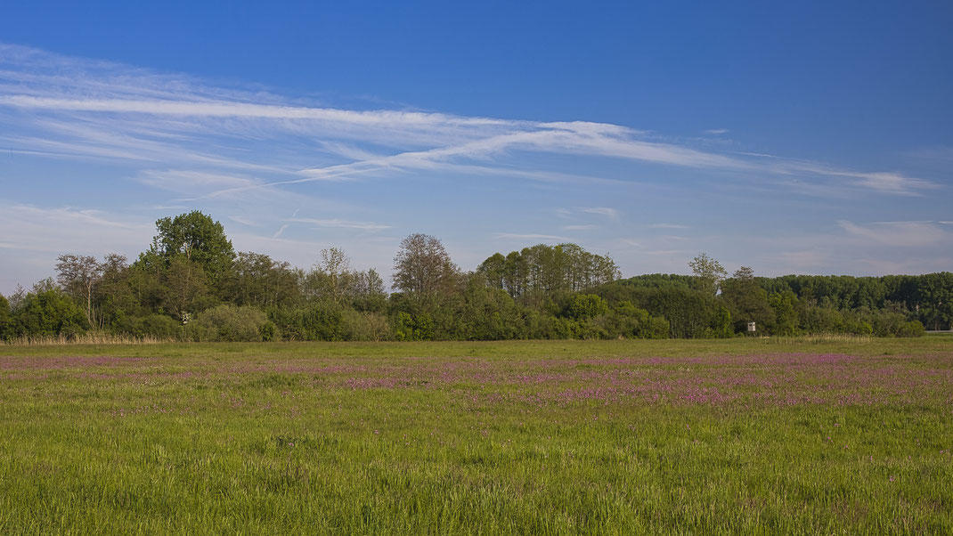 Seltener Anblick im Königsauer Moos, die Rote Kuckuckslichtnelke (Foto: Joachim Aschenbrenner, Mai 2024)