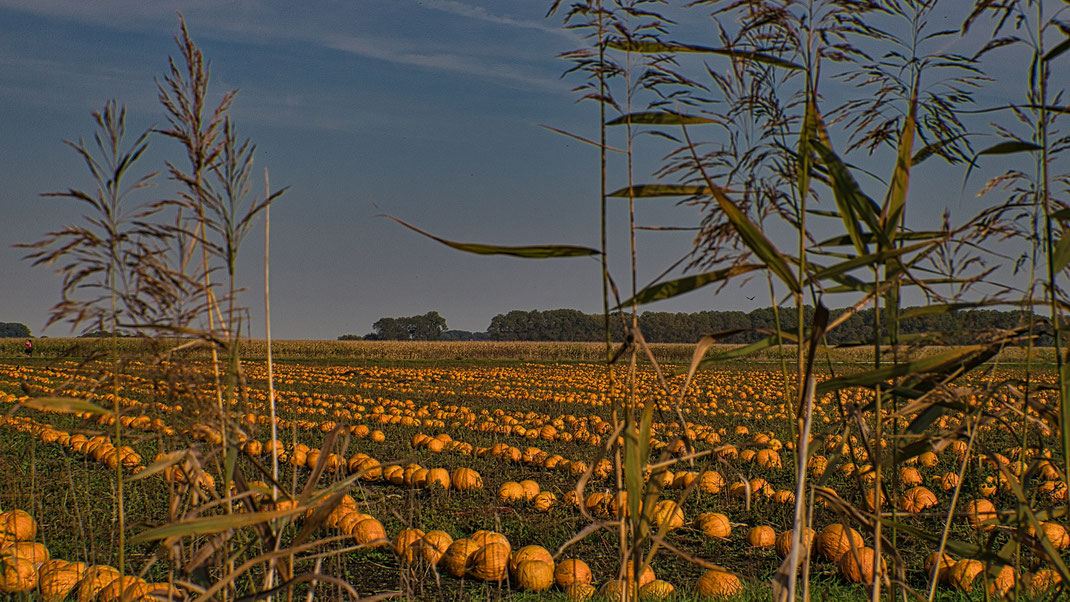 Kürbisernte im Königsauer Moos (Foto: Joachim Aschenbrenner, 1. Oktober 2020)