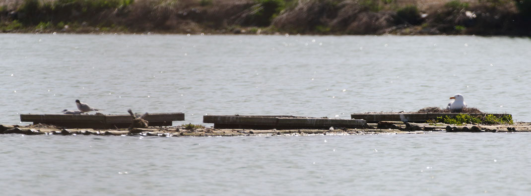 Das vom Vogelkot befreite und frisch aufgekieste Floß mit den Plattformen wurde wieder von einer Mittelmeermöwe besetzt, ein einzelnes Paar der Flussseeschwalbe scheint ebenfalls mit einer Brut zu starten (Foto: Michi Herzig)