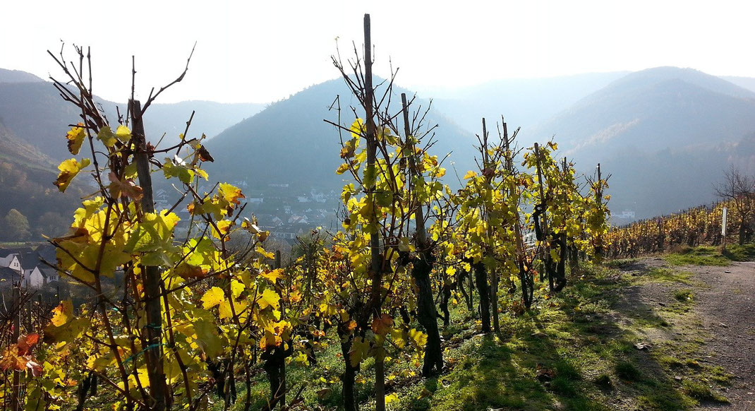 Das Ahrtal am Rotweinwanderweg in den Weinbergen von Rech