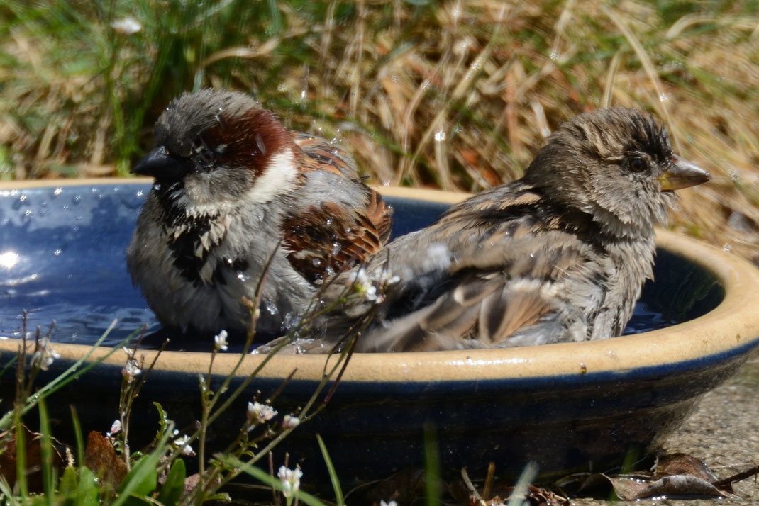 (Foto: Björn Reese)