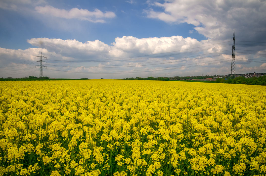 Rapsfelder in Deutschland für den Biodiesel kostenlos herunterladen