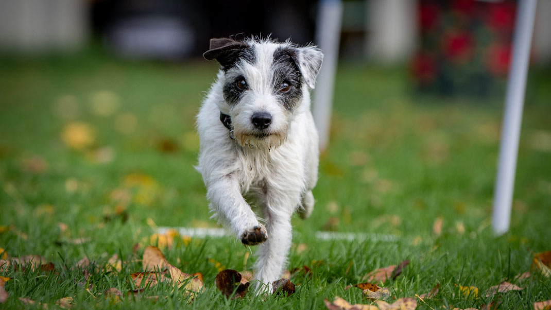 My Hoopers Training exklusiv für kleine Hunde.