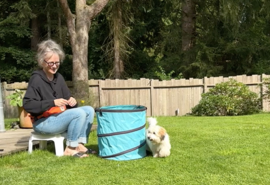 Das Besondere am Hooperstraining mit Kleinhunden 🩷