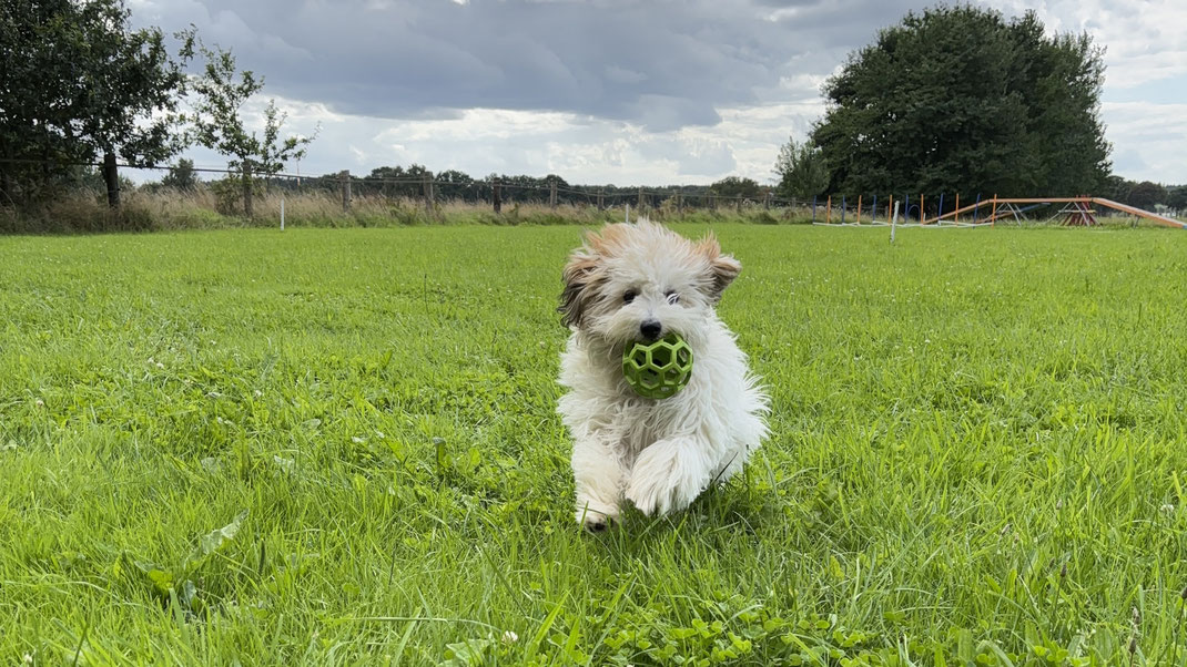 Das Besondere am Hooperstraining mit Kleinhunden 🩷