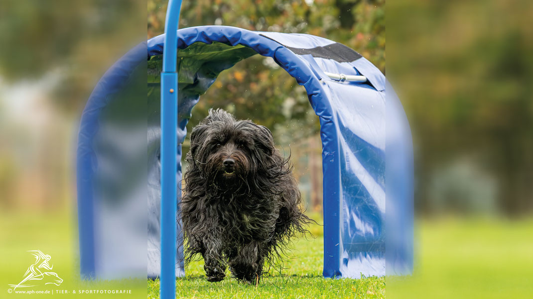 Hoopersbuch "My Hoopers Beginners · Die Richtungen" für dein Hooperstraining.