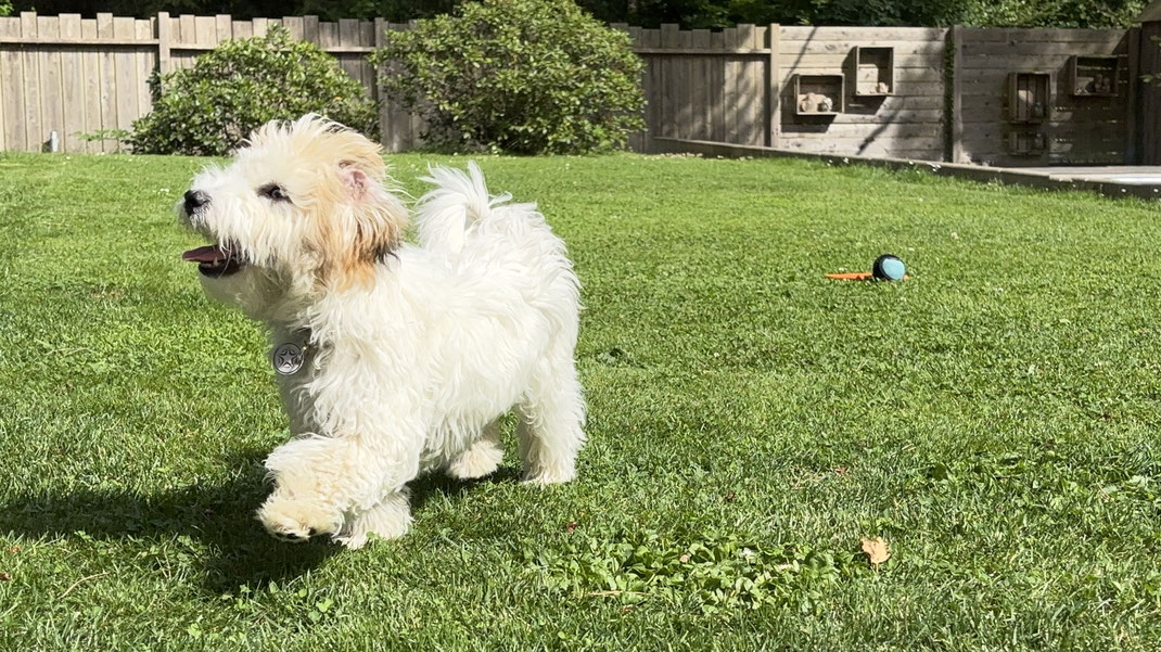 Hoopersbücher für Anfänger. Anlernen der Geräte und der Richtungen. Hooperstraining mit Welpen. My Hoopers bei Hundevillas.Dog