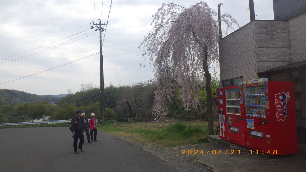 阿武隈川沿いにはまだ枝垂れ桜が輝いていた