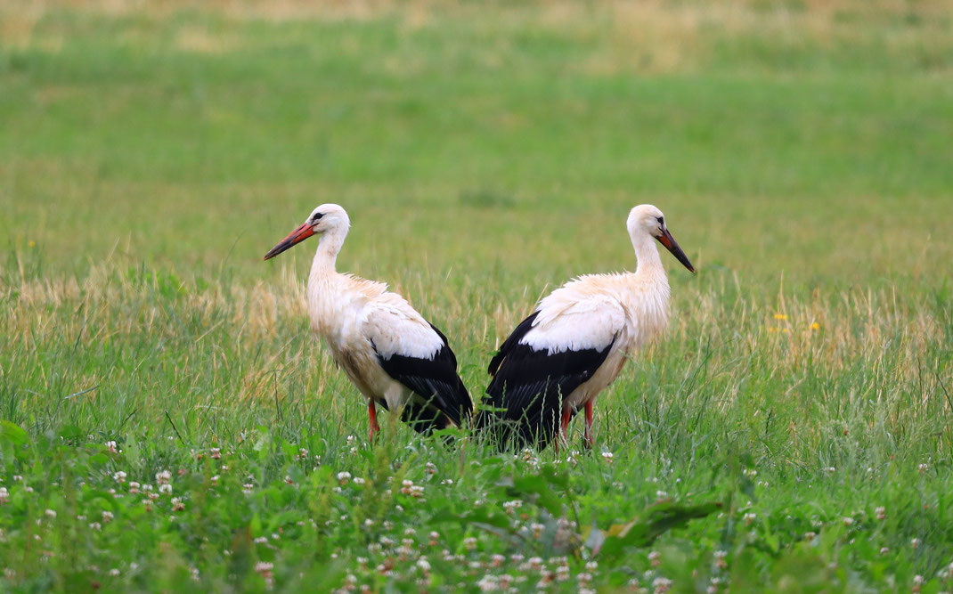 Weißstörche auf einer Wiese (Foto: Schoenecker Hans, LBV-Archiv)