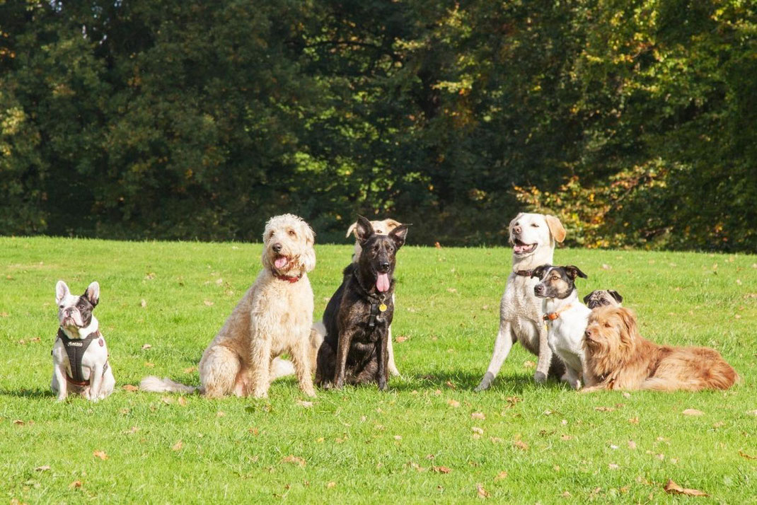 Mehrere Hunde unterschiedlicher Rassen sitzen auf einer Wiese