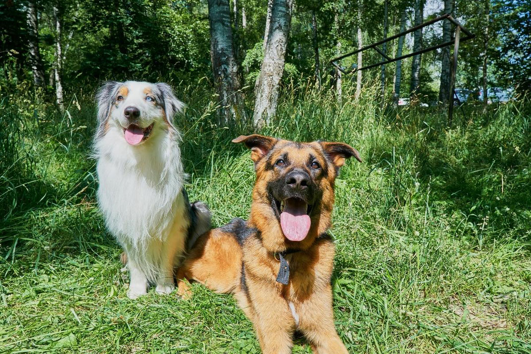 Ein Australian Shepherd und ein Deutscher Schäferhund