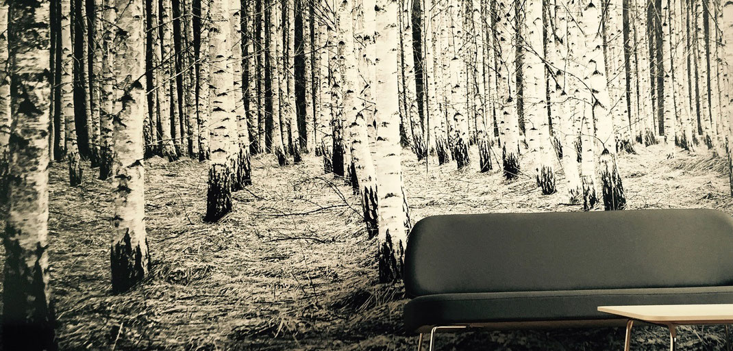 Unterschied & Macher | Blick in den Wald