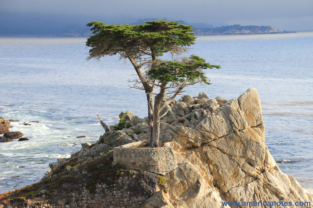 Sehenswürdigkeiten auf der Monterey Halbinsel in Kalifornien: der Lone-Cypress-Tree auf dem 17-Mile Drive