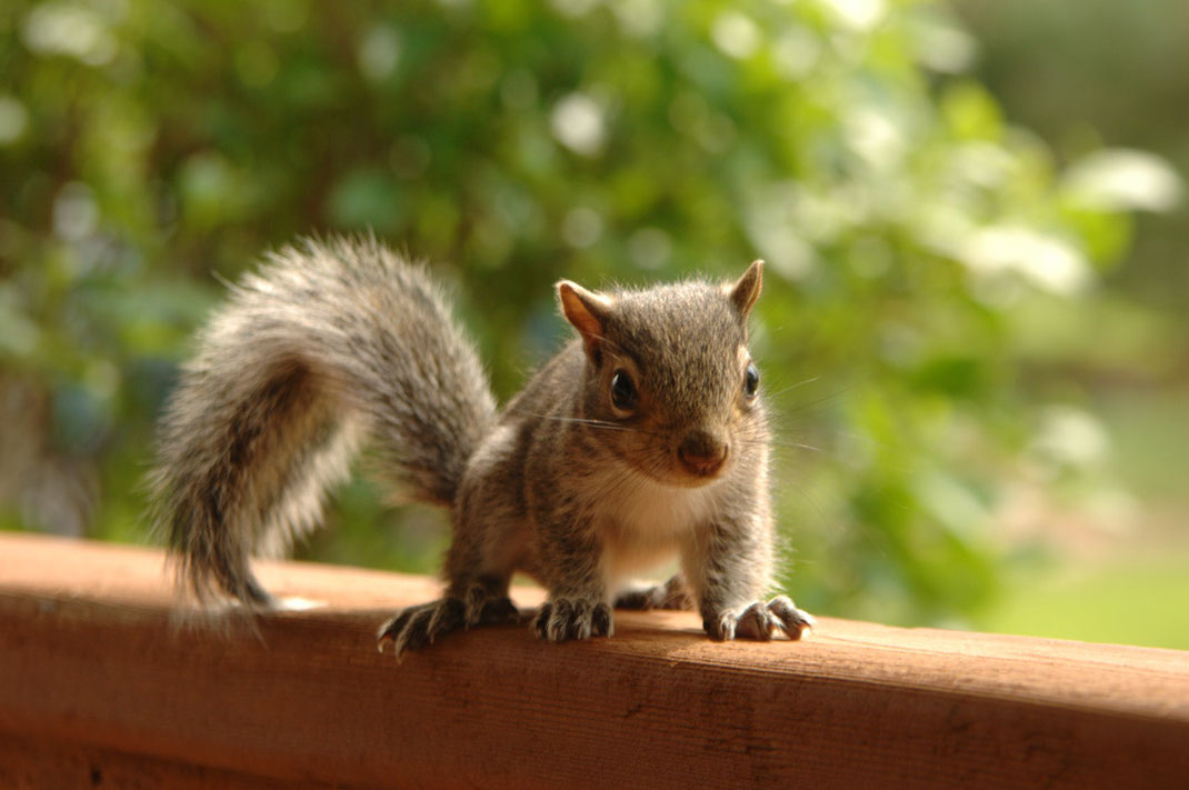 Vier  Dinge, die das Leben der Eichhörnchenbabys retten können